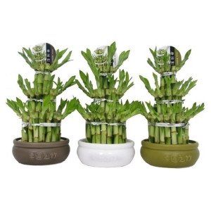 Бонсай "Бамбук счастья" 25 см.